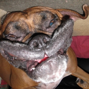 Rocky's upside down smiley face