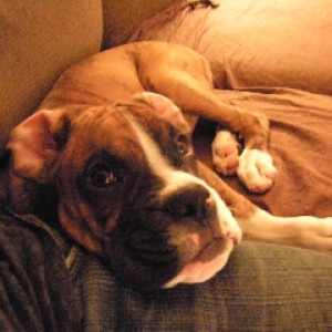 Andy when he was a pup