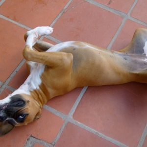 Funny_girl