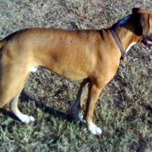 Watson at dog park