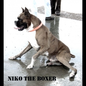 Niko the Boxer