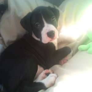 trip_to_new_home