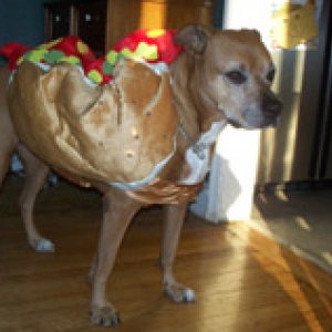 Hot Dog