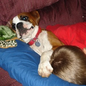 Rigley_Belle