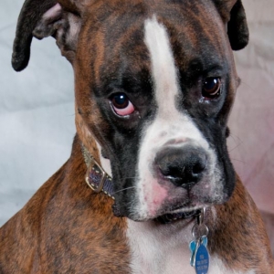 Mr Attitude