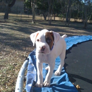 shiner_1