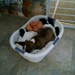 Snoozing