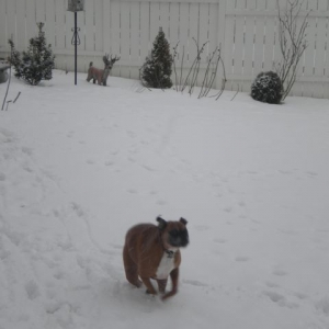 Cassie playing in the Snow