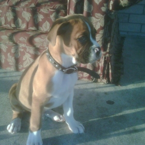 whiskey at 10 weeks