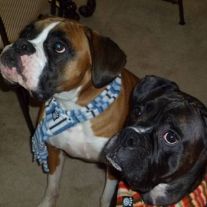 Gunner and Bentley wearing their new scarves