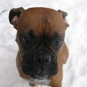 Pretty snow puppy!