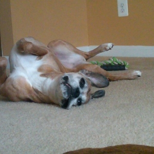 Boxer Yoga