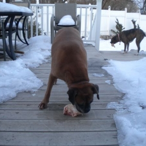 Cassie RAW Feeding