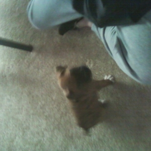 bodie