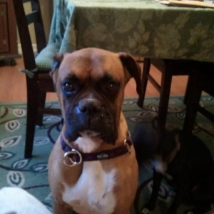 Buster the Boxer