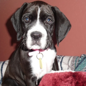 shiloh1