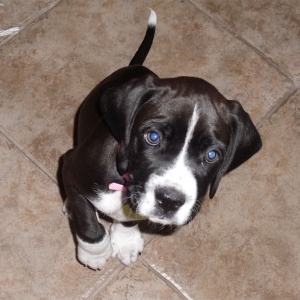 Shiloh