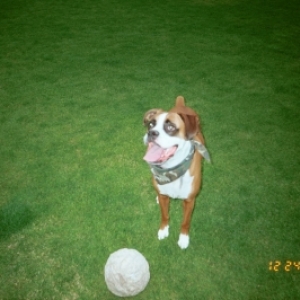 Buddy