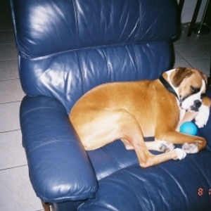 Buddy