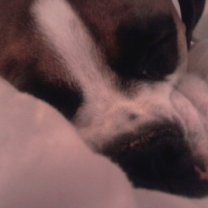 Buddy