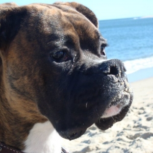 Rocco at Chatam Beach