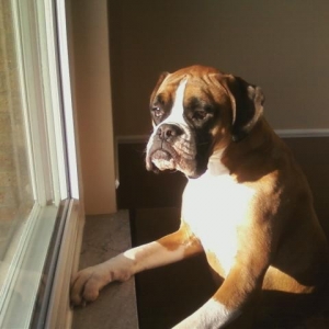 Gunner looking out the window