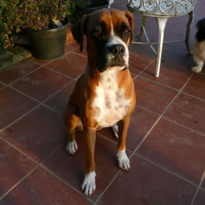 Heidi