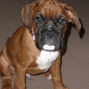 Dexter at 3mths