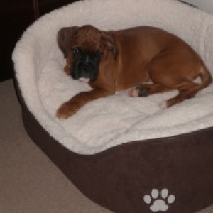 Dexter at 4mths