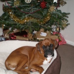 Dexter's christmas