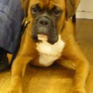 Dexter on graduation day .Passing his puppy obedience class .
