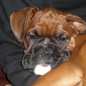 Chubby chops