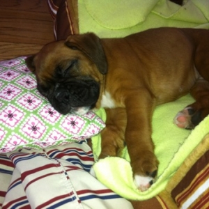 Zeus loves his pillow!