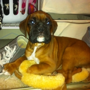 Zeus the shoe lover