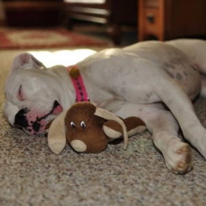 Koko & puppy