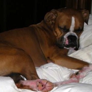 wilson_sleeping