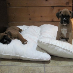 Sleepy Boxer Puppies