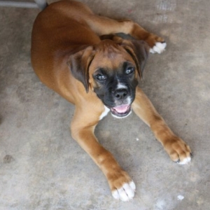 Happy Puppy