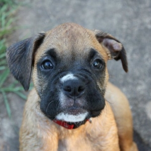 Wet Boxer Puppy