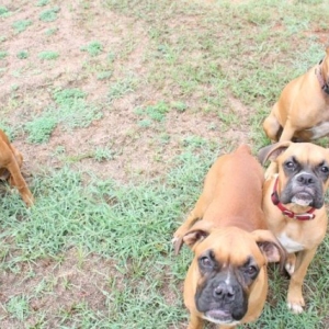The Whole Gang