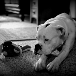 Koko and Puppy (2)