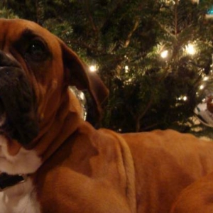 Roxy Christmas 2010