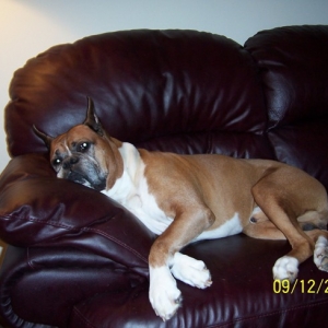 Roscoe at rest.
