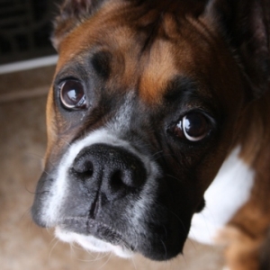 A Lovely Face