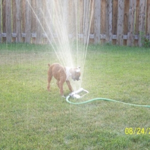 Sprinkler Fun