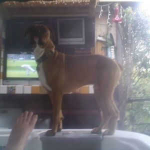 Stoically guarding the hot tub and....