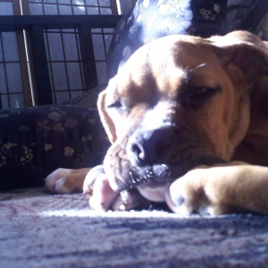 Long day... so tired.... so very tired..... *sigh* - SNORE!