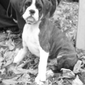 Liam 9 weeks Playbow