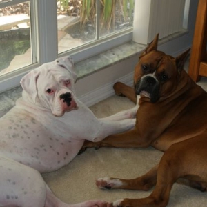 Hurley & Bodie
