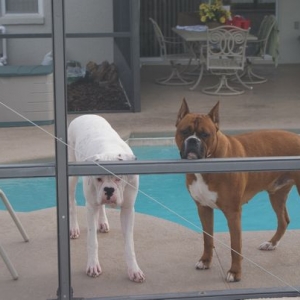 Hurley & Bodie hanging out at the pool